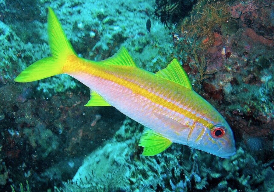 Yellowfin goatfish on Jemeluk Wall, Amed Bay
