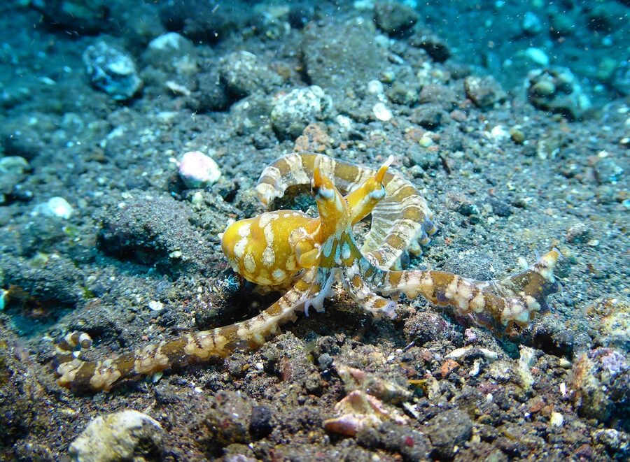 Wunderpus octopus on a Tulamben dive site
