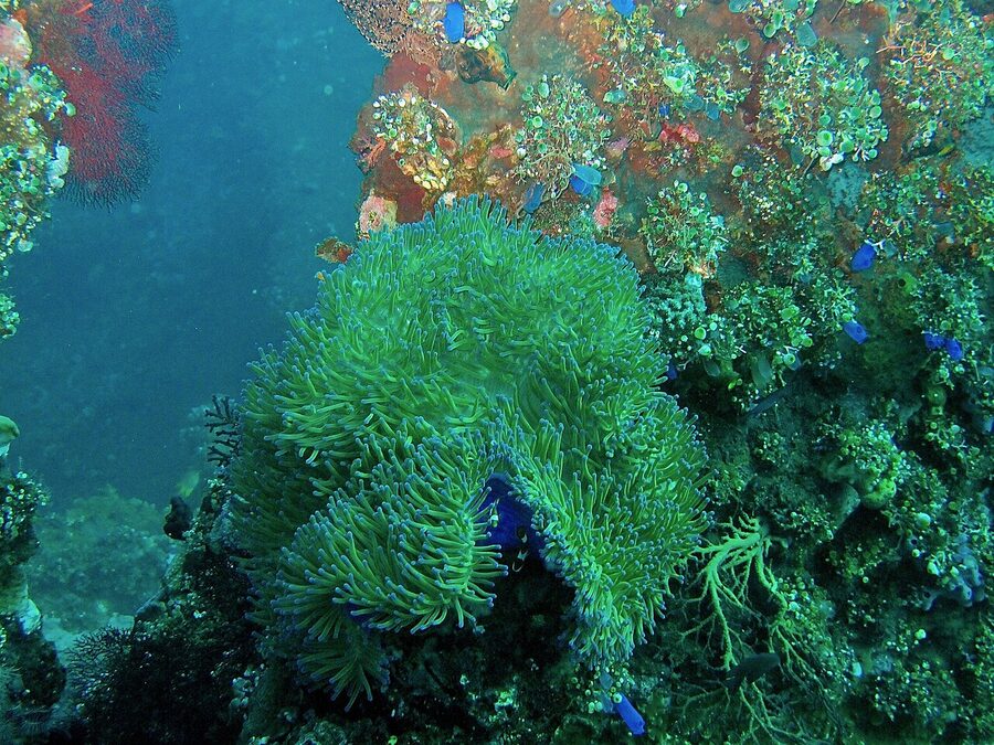 Sea anemone growing on the USAT Liberty wreck at Tulamben