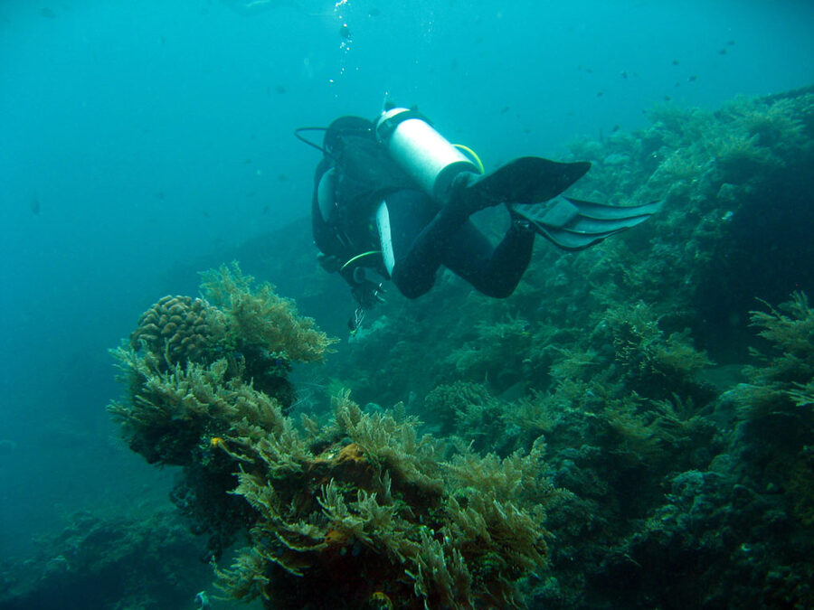 Diver beside the coral-encrusted USAT Liberty shipwreck at Tulamben