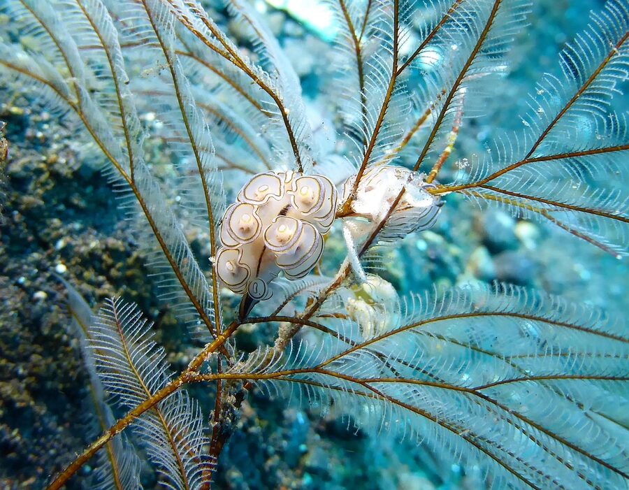 Doto nudibranch on hydroids, Tulamben