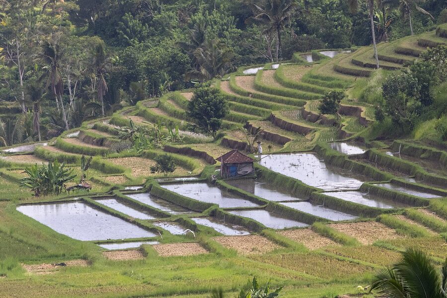 Jatiluwih subak rice terraces in Bali with the irrigation system visible