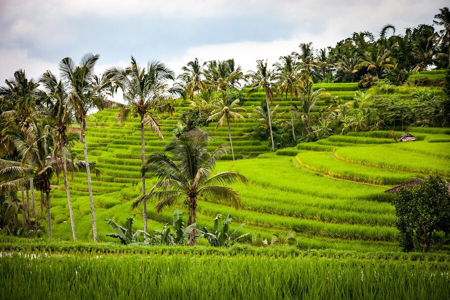 Bali rice terrace and subak system from above