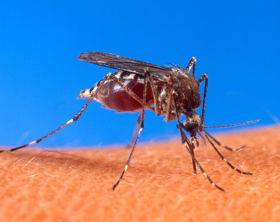 Aedes aegypti mosquito biting human skin, the dengue and Zika vector