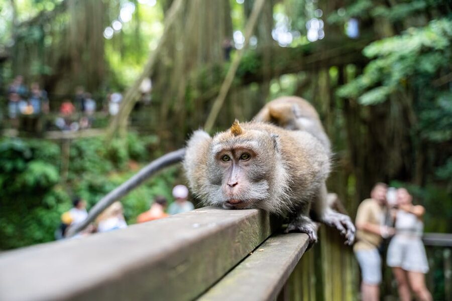Macaque monkey at Ubud Sacred Monkey Forest Sanctuary