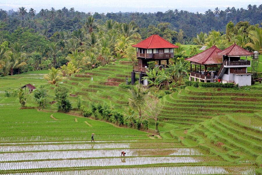 Rice field landscape in central Bali