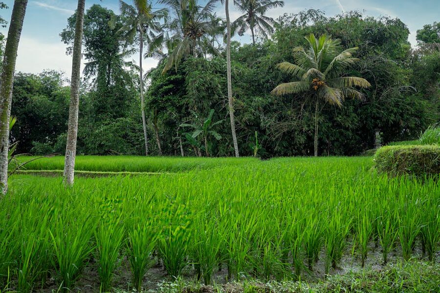 Sidemen rice terraces in east Bali