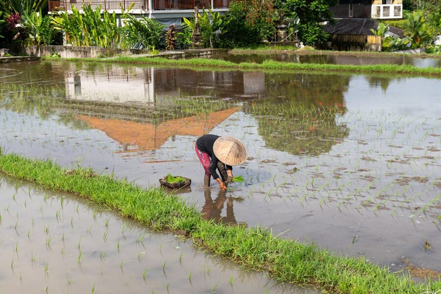 Bali rice paddy farmer planting