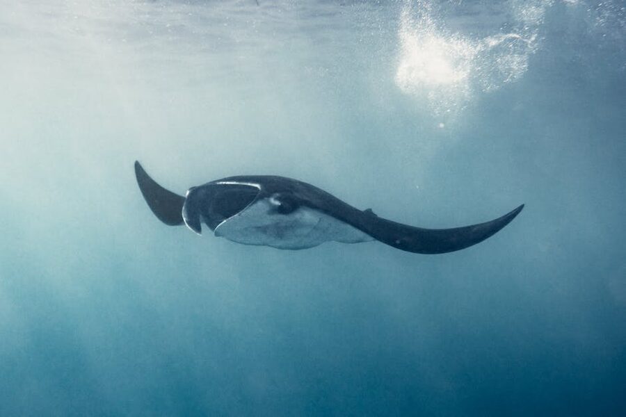 Manta ray gliding through clear waters Bali