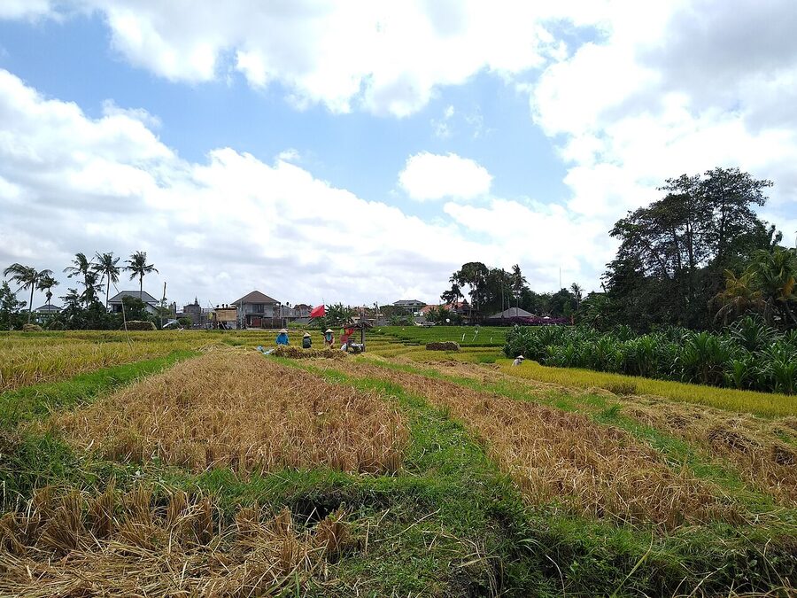 Rice harvest in Canggu Bali March September