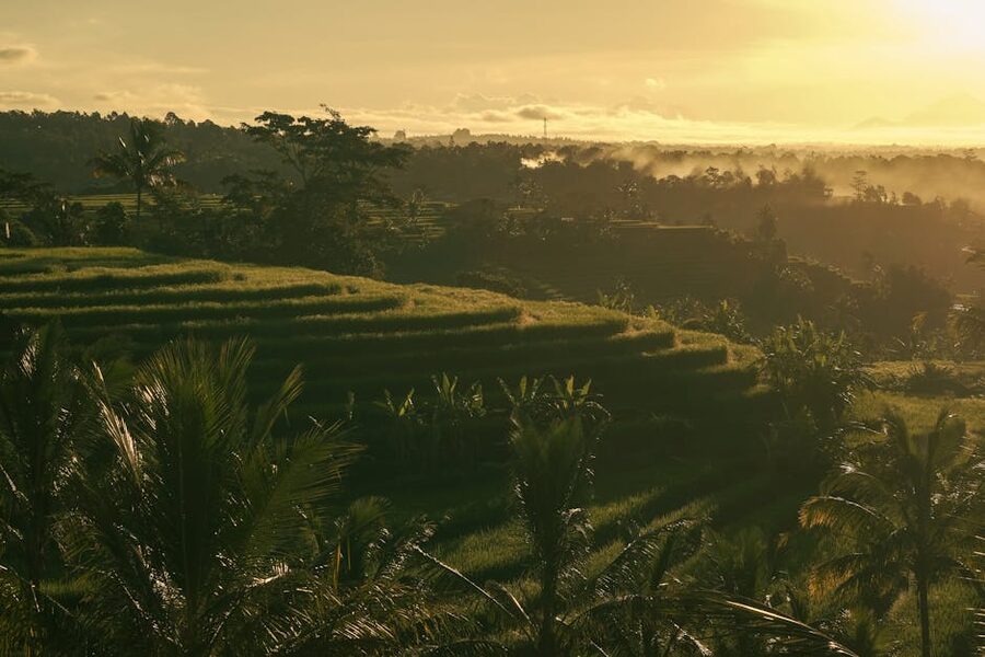 Bali rice terraces at sunrise