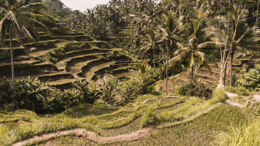 Tegalalang rice terraces with coconut trees, Bali