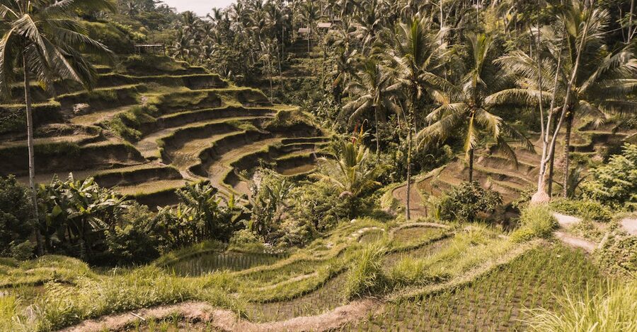 A view across Tegalalang rice paddies near Ubud