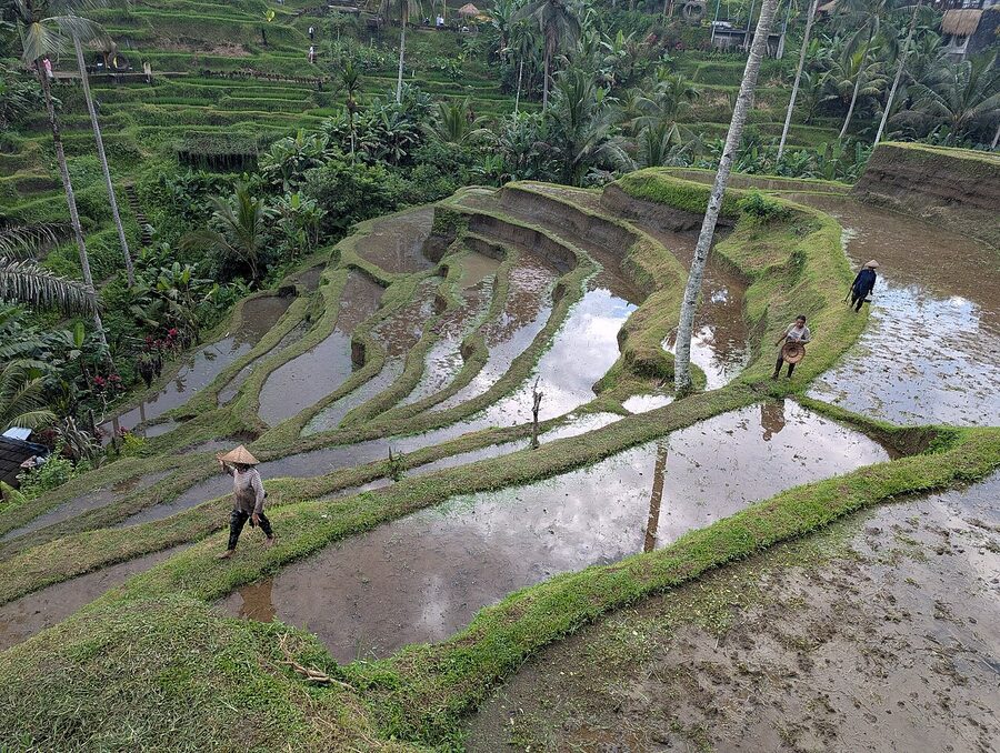 Tegalalang rice terraces near Ubud as seen from a viewing platform