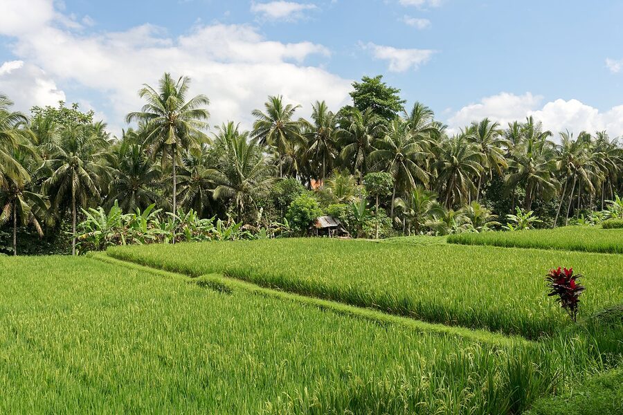 Rice fields just outside Ubud