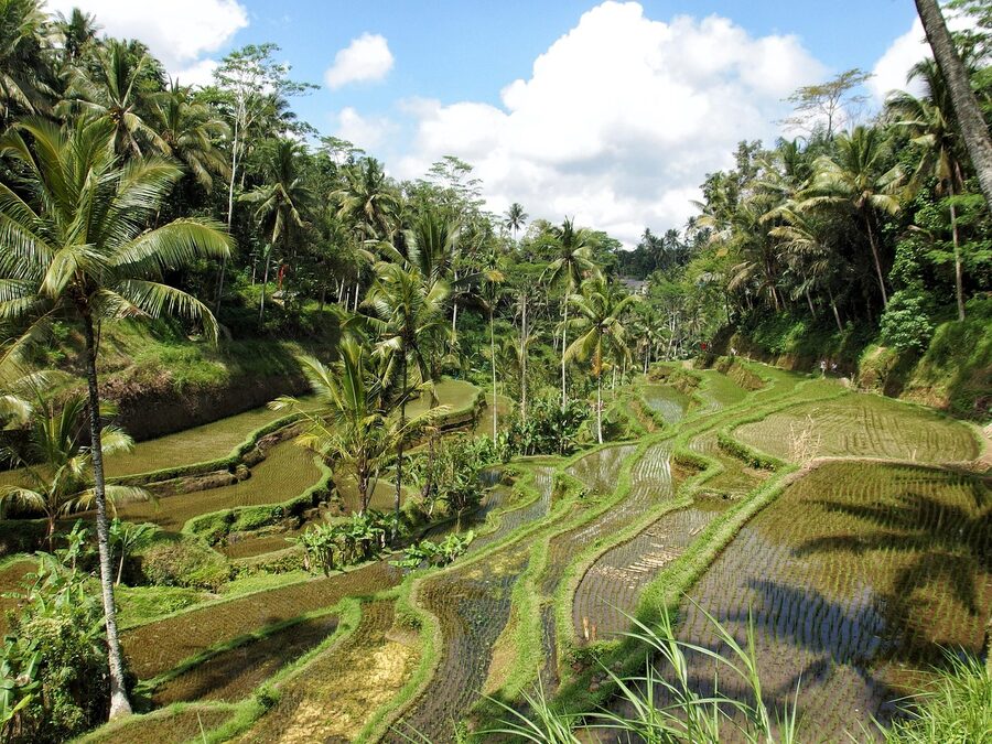A paddy field outside Ubud, the setting for the best cafes in town