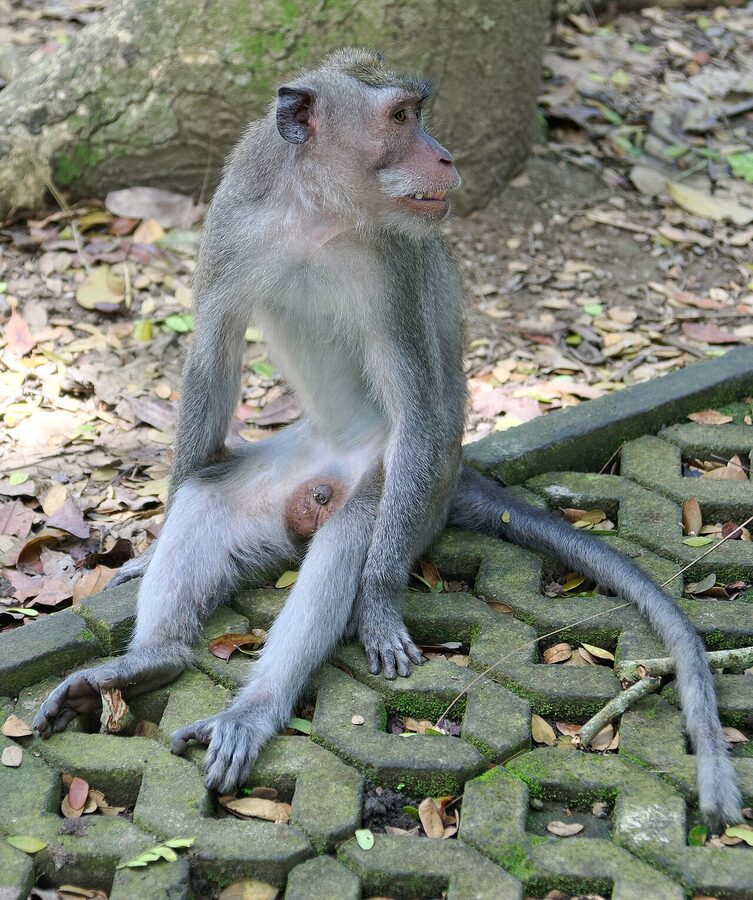 Long-tailed macaque inside the Sacred Monkey Forest