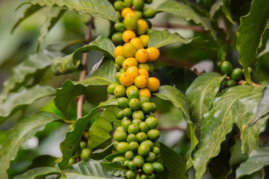 Coffee cherries ripening on the branch in a Bali highland plantation