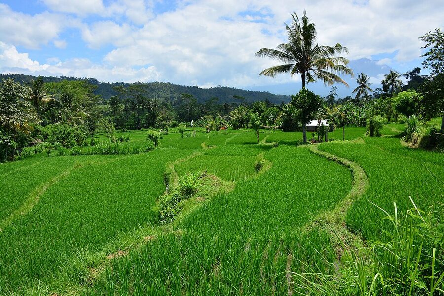 Sidemen rice paddy with a single coconut palm and surrounding hills in east Bali
