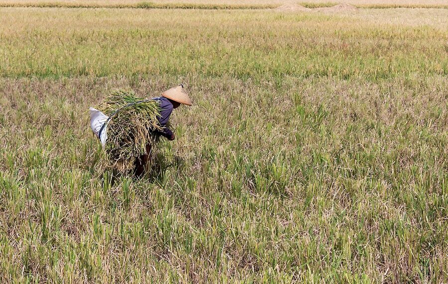 A farmer in a conical hat carrying harvested rice stalks across a paddy field in Java