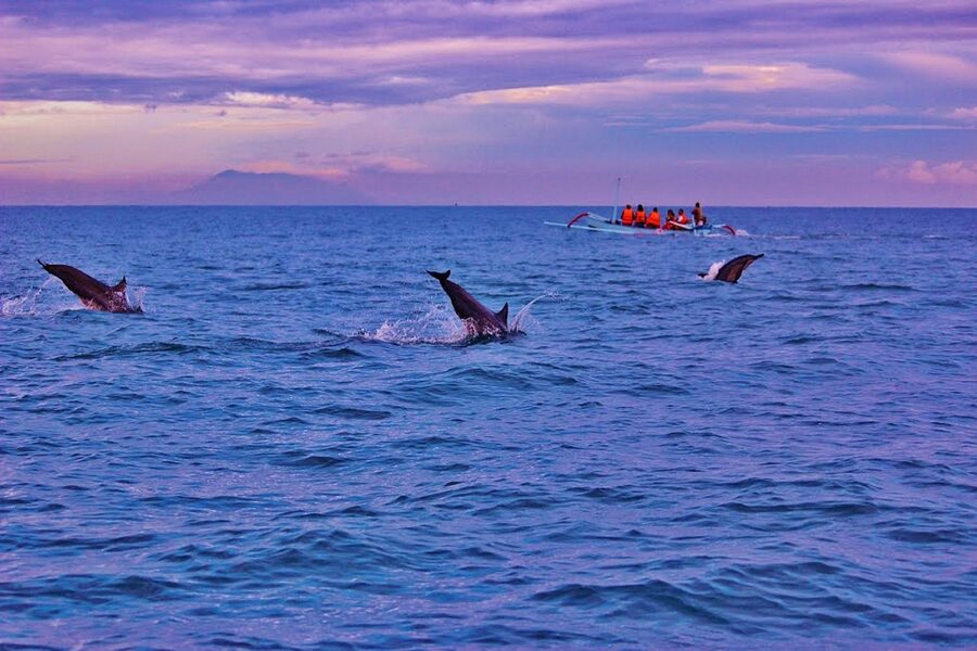Dolphins jumping near a Lovina jukung boat at sunrise