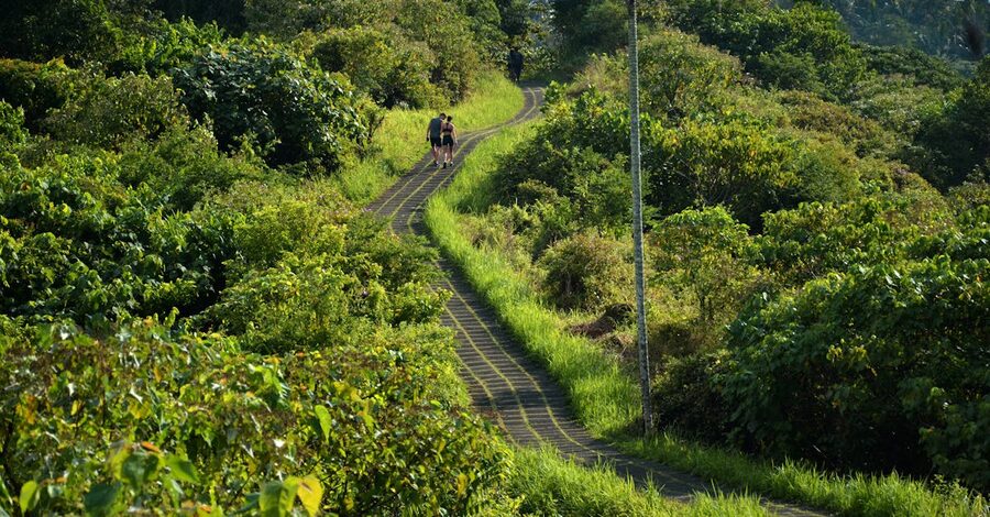A walking trail through dense Bali greenery
