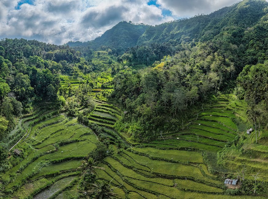 Lush green rice terraces in the Sidemen valley of east Bali