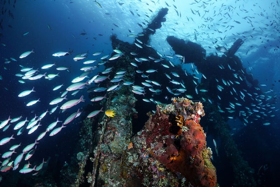 School of fish near a wreck underwater in Bali