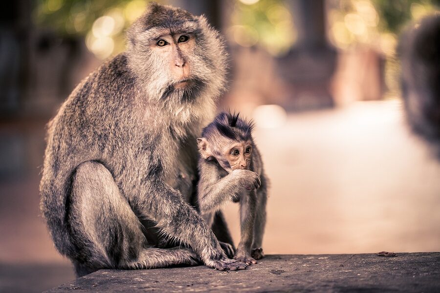 Long-tailed macaque in the Sacred Monkey Forest, Ubud, Bali