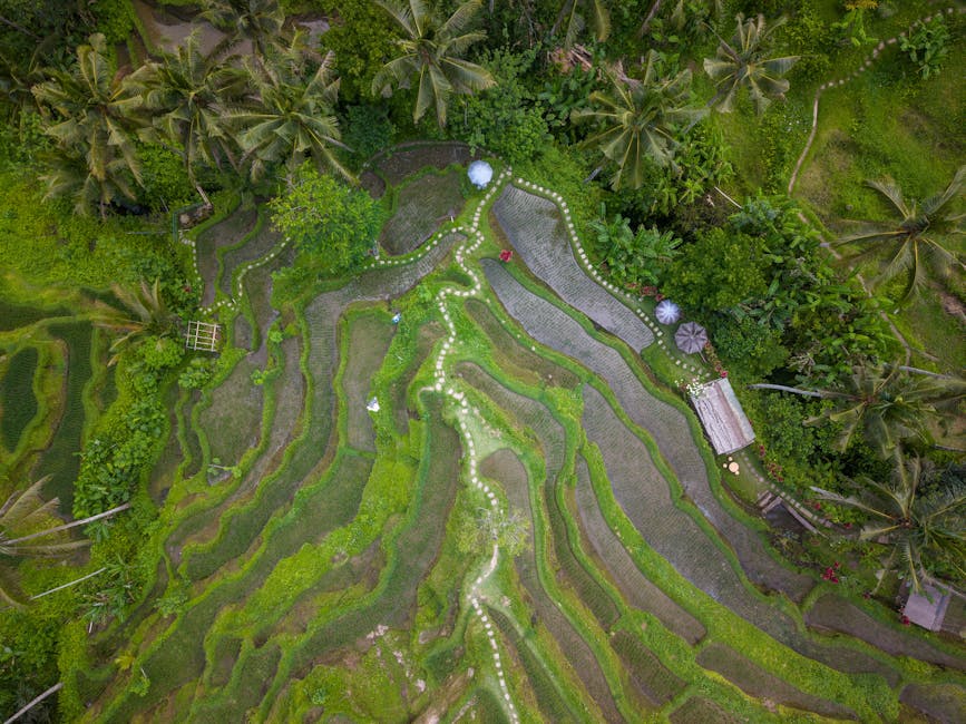 Aerial view of green rice terraces around Ubud, Bali