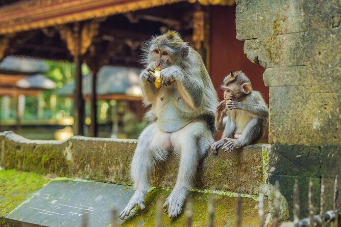 1-Day Ubud Tours All-Inclusive - Ulu Petanu Waterfall: The Stop People Hope Is Worth It