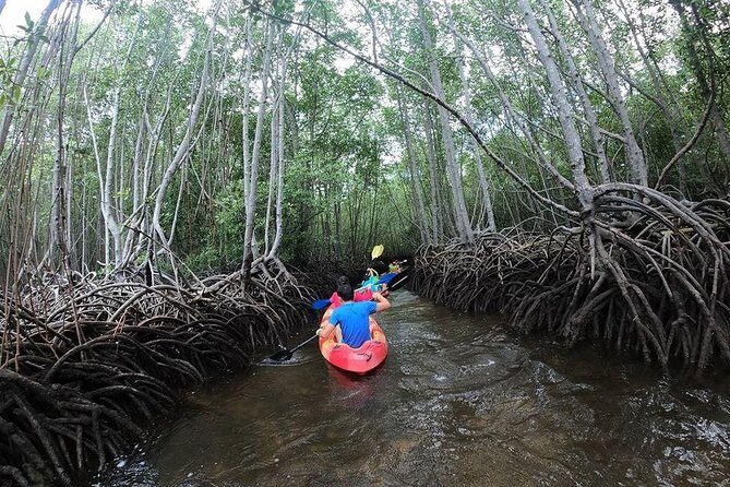 1 Hour Mangrove Tour From Lembongan with Kayak, Paddle, or Boat - Key things to know before you go