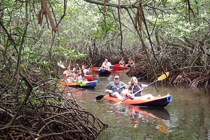 1 Hour Mangrove Tour From Lembongan with Kayak, Paddle, or Boat - Traffic on the water: a real-world consideration