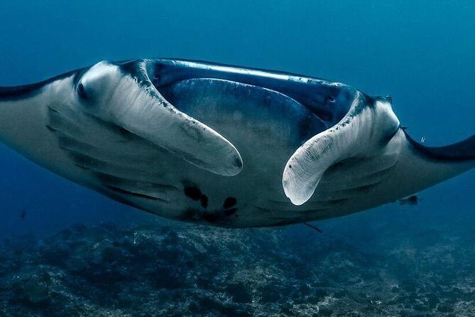 2 Days Discover Scuba Diving in Nusa Lembongan - Scuba Initiation - A beginner-friendly way to learn scuba in Nusa Lembongan