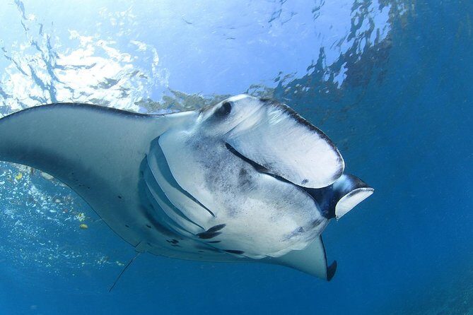 2 Days Discover Scuba Diving in Nusa Lembongan - Scuba Initiation - Your 2-day schedule: pool basics, then two ocean sessions