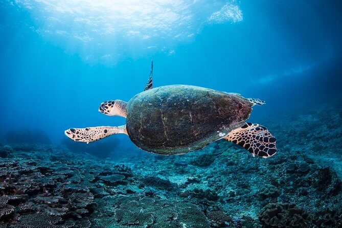 2 Days Discover Scuba Diving in Nusa Lembongan - Scuba Initiation - Gear, comfort, and the center facilities you’ll actually use