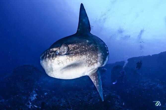2 Days Discover Scuba Diving in Nusa Lembongan - Scuba Initiation - Price and value: what you’re really paying for at $151.01