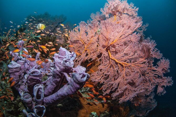 2 Days Discover Scuba Diving in Nusa Lembongan - Scuba Initiation - Crystal Bay and the other stops: what to expect on the water