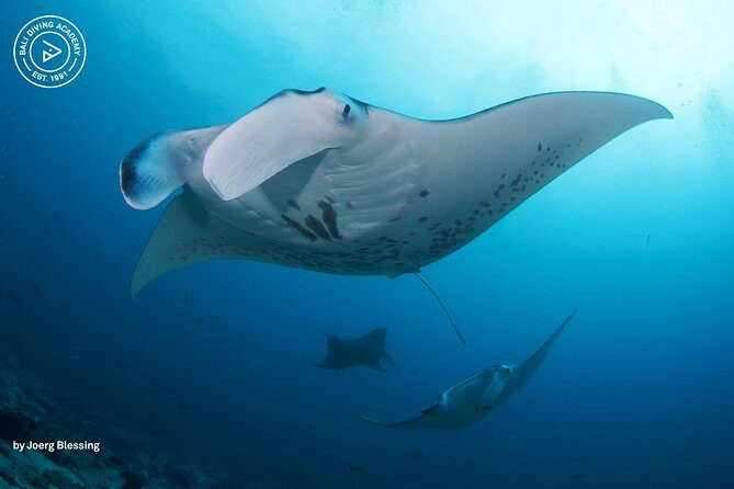 2 or 3 dives in Nusa Lembongan and Penida, for certified diver (in Lembongan) - Key things to know before you book