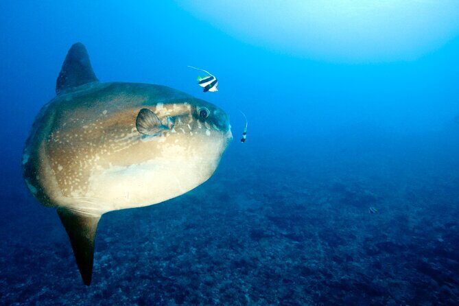2 or 3 dives in Nusa Lembongan and Penida, for certified diver (in Lembongan) - Lunch on the Boat: The Un-Boring Part of the Surface Interval