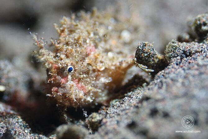 2 or 3 dives in Nusa Lembongan and Penida, for certified diver (in Lembongan) - Gear, Computers, GoPros, and the Real Meaning of Included Equipment
