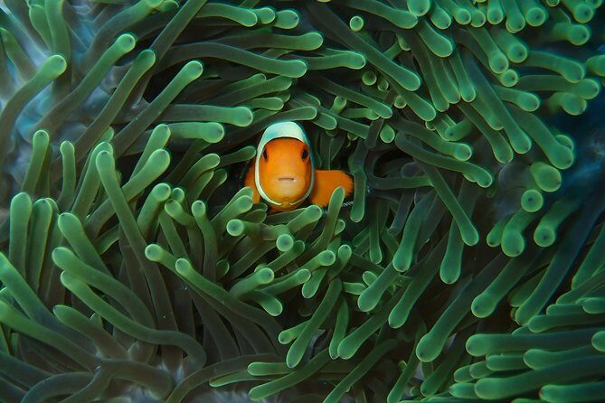 2 or 3 dives in Nusa Lembongan and Penida, for certified diver (in Lembongan) - Price and What You Actually Get for $105