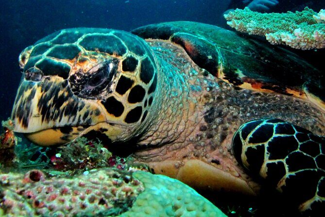 2 PADI Certified Dives at Tulamben from Bali - Coral Garden first: fish, turtles, eels, and what to look for