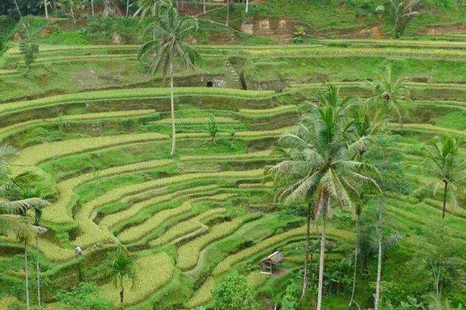 3 Days Sightseeing to the Famous Place in Bali - Price and Value: Is $60.23 for 3 Days a Smart Deal?