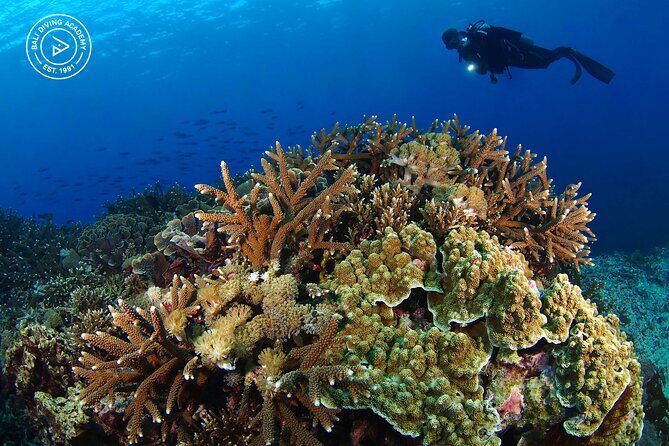 3 Epic Dives in Nusa Penida - Certified Divers' Day Trip - Reef site expectations: manta rays, coral, and the sites they name