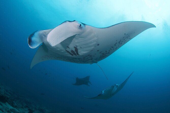 3 Epic Dives in Nusa Penida - Certified Divers' Day Trip - The boat ride to Nusa Penida: what it means for your comfort