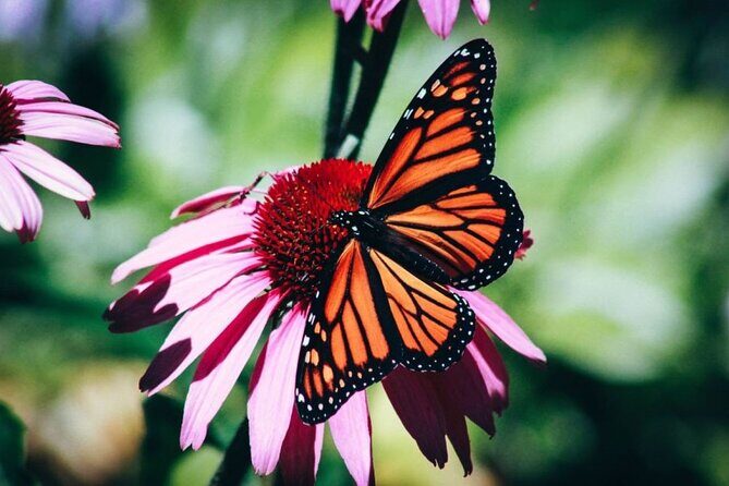4-Hour Private Tour in Jatiluwih Terraces and Butterfly Park - Key points at a glance