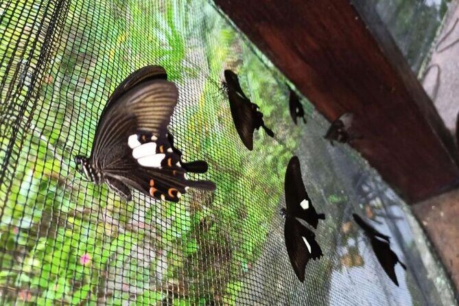 4-Hour Private Tour in Jatiluwih Terraces and Butterfly Park - Why this 4-hour private loop works from Kuta
