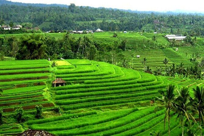 4-Hour Private Tour in Jatiluwih Terraces and Butterfly Park - The driver-guide factor: how you avoid traffic headaches