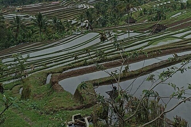 4-Hour Private Tour in Jatiluwih Terraces and Butterfly Park - Timing, tickets, and weather: how to get the best day